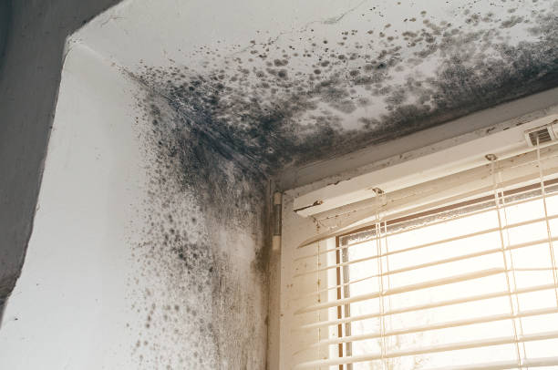 Mold Removal service in Hertford